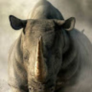 Meet your Posher, Pedro